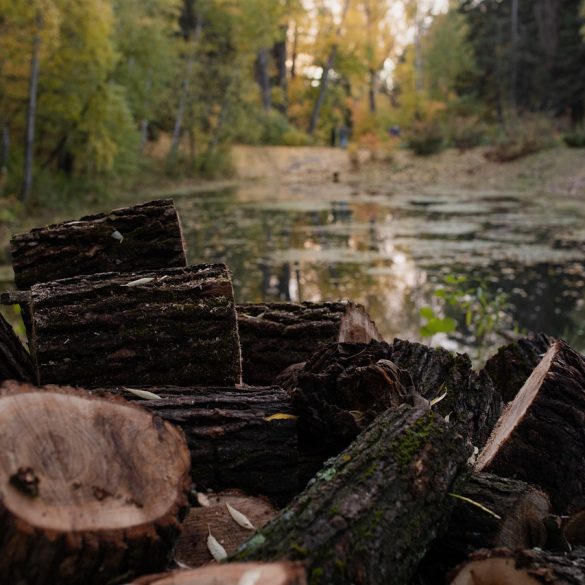 American Lumberjack Association
