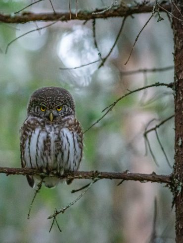 Canada logging Equipment