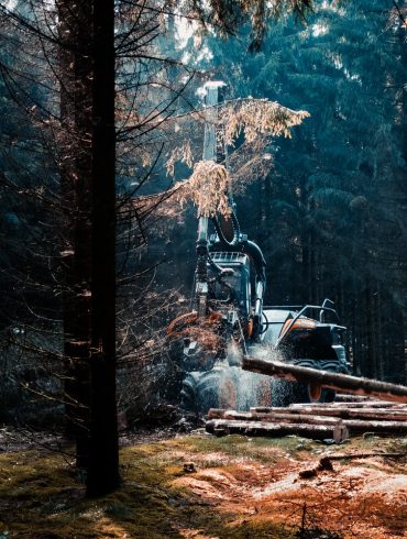Canadian Lumberjack Competition