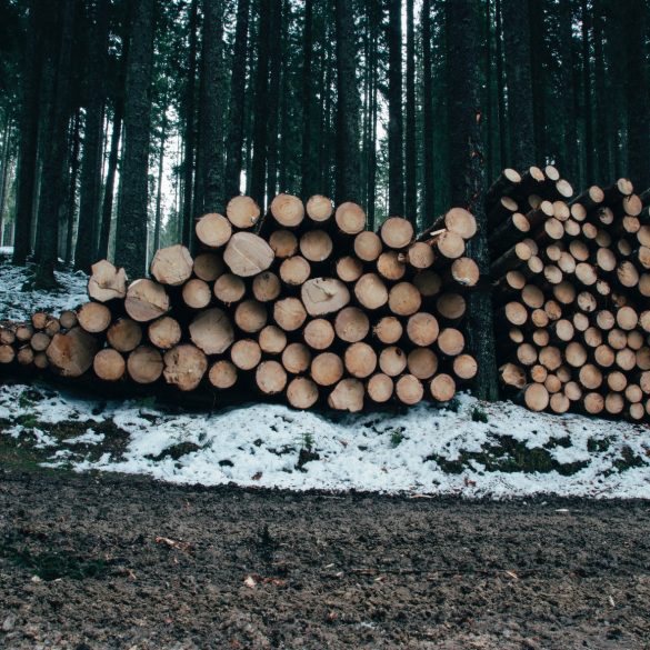 Canadian Lumberjack Epcot