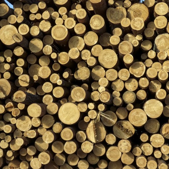 Logging Methods Woodlands British Columbia