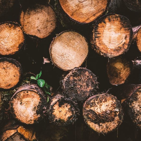 Lumberjack Challenge