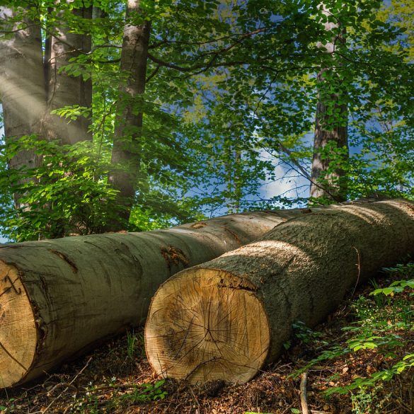 Lumberjack Festival Michigan