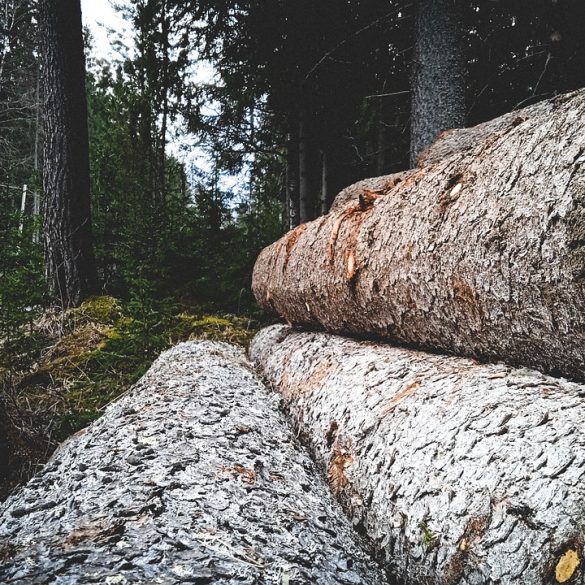 Lumberjack Simulator
