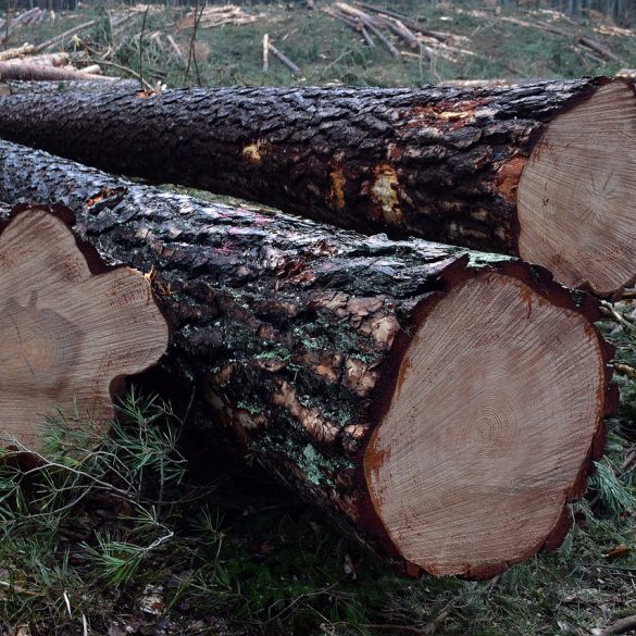 Lumberjack Special