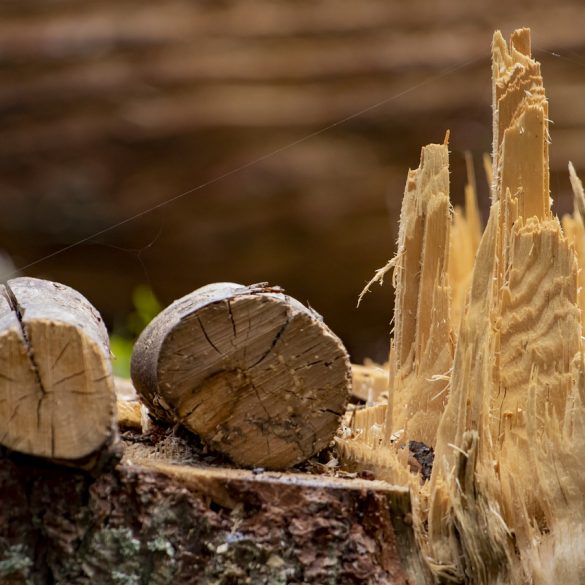 Lumberjack TV series