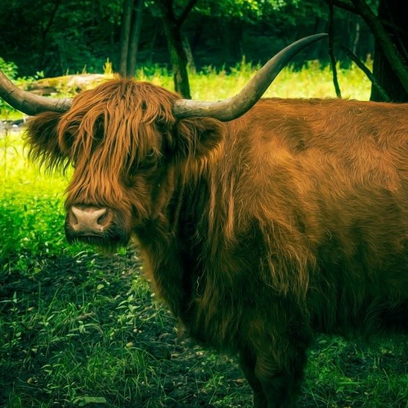 Lumberjack and Blue Ox