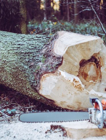 Lumberjack competition Saws Canada BC