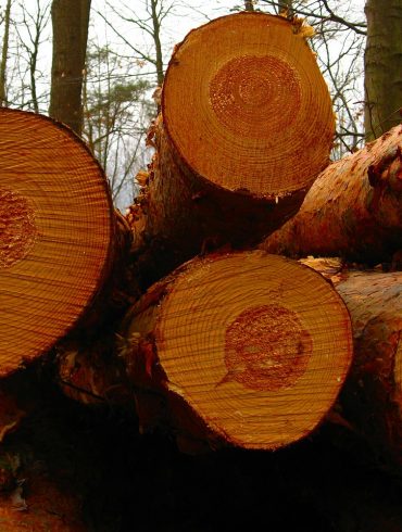 Lumberjack hand Saws British Columbia