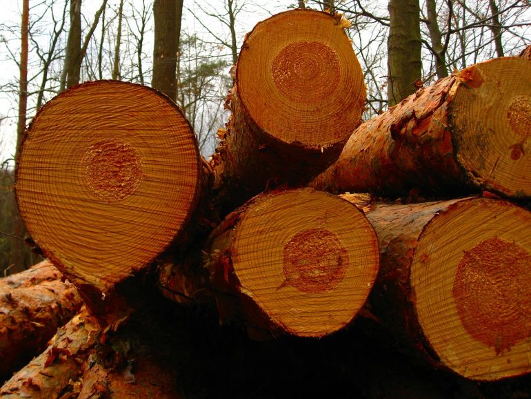 Lumberjack hand Saws British Columbia