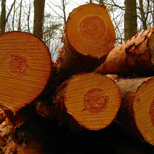 Lumberjack tree climbing
