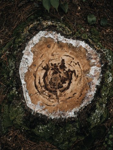 Lumberjacks Edmonton