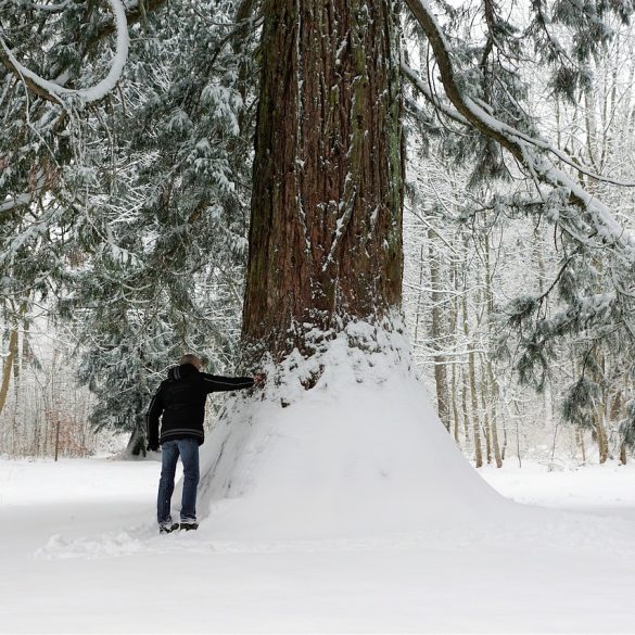Lumberjacks of Canada