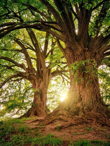 Michael Palin Lumberjack