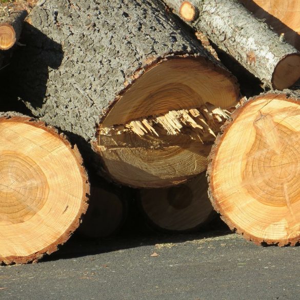 Modern Lumberjacks