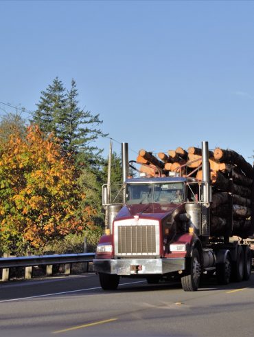 Professional Lumberjack