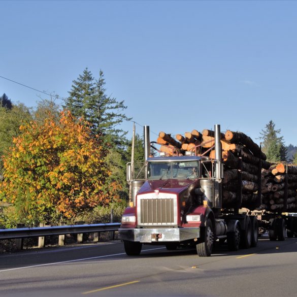 Professional Lumberjack