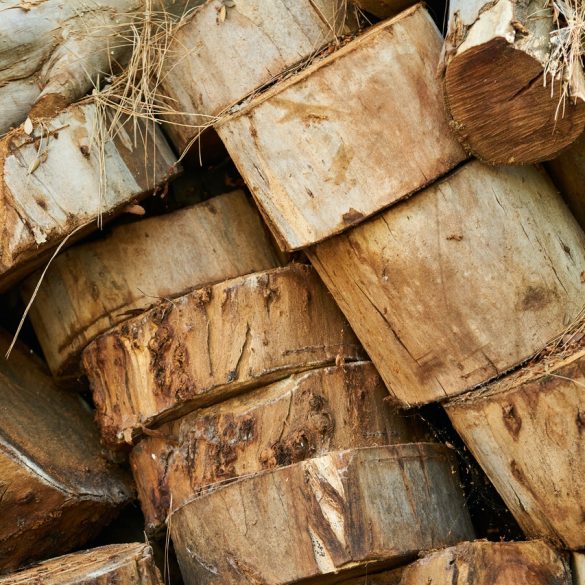 STIHL Lumberjack Competition