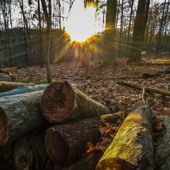 Self loading logging trucks British Columbia