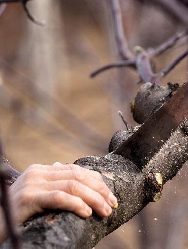 Two man Buck saw British Columbia
