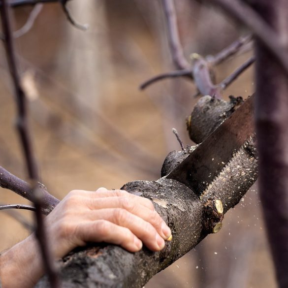 Two man Buck saw British Columbia