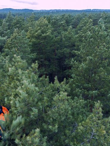 man-trees-forest-arborist-arborism