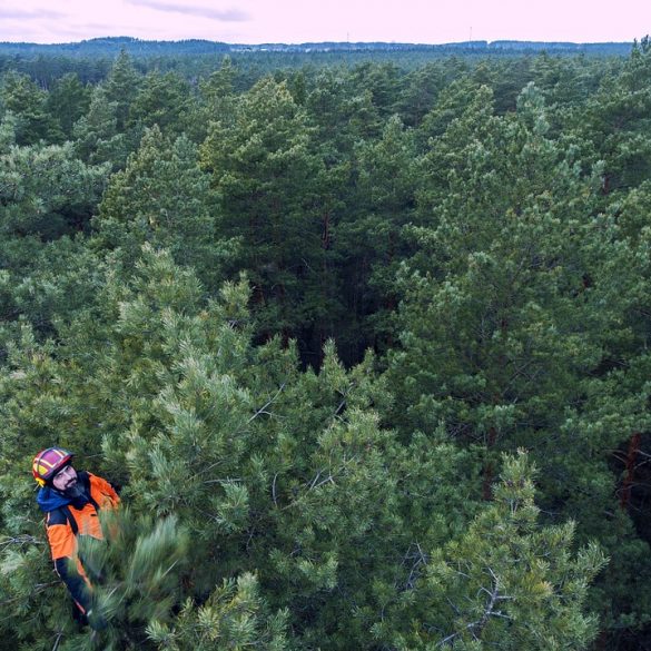 man-trees-forest-arborist-arborism