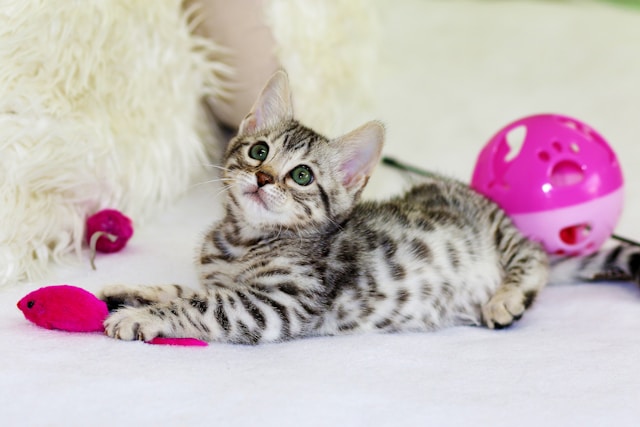 gray-kitten-sitting-on-floor