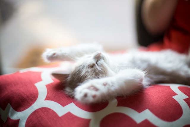 kitten-lying-on-red-and-white-quatrefoil-textile