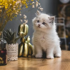 white-cat-on-brown-wooden-table