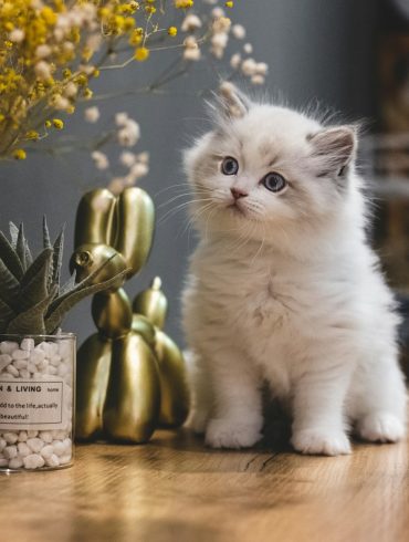 white-cat-on-brown-wooden-table