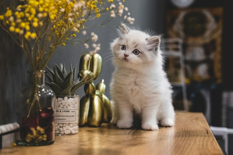 white-cat-on-brown-wooden-table